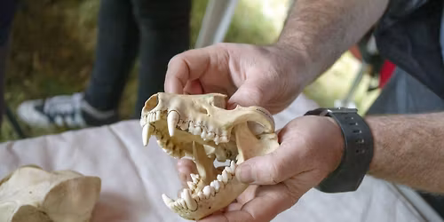 The Extinction of Victoria's Megafauna with Ben Francischelli