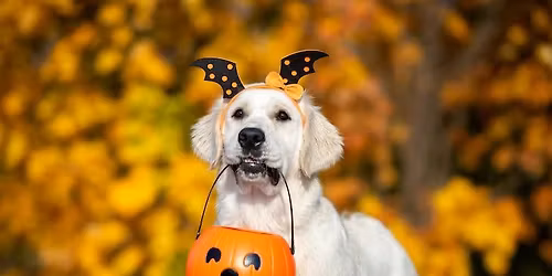 ThunderHawk Canine\/Inspired Paws Halloween Party Ghouls and Goblins