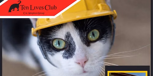 Kitty Construction Crew Valu Adoption Event