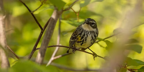 Spring Migration Bird Walk
