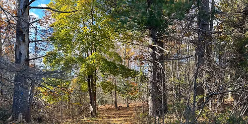 Tuesday Talk\/Walk - How Historical Events Shaped the Forest of Merryspring with Allyssa Gregory