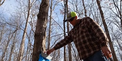 Maple Sugaring in Missouri's Forests