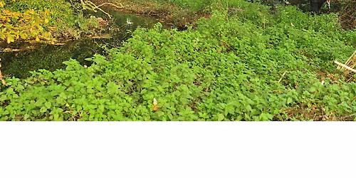 Invasive Plant Species River Amble