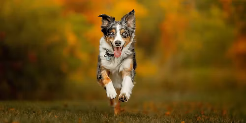 Fall Photo Sessions