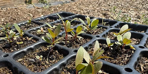 Cottonwood Gather and Grow and Nature Walk