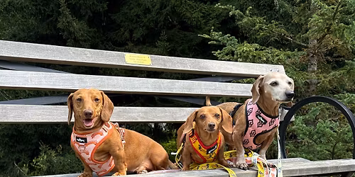 Yappy Hour - Dachshunds & Friends Social