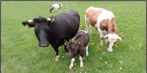 For\u00e5r p\u00e5 Landbomuseet