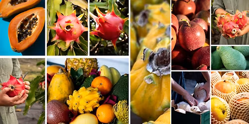 Slunce, sope\u010dn\u00e1 p\u016fda a chu\u0165 trop\u016f: p\u0159edn\u00e1\u0161ka s degustac\u00ed