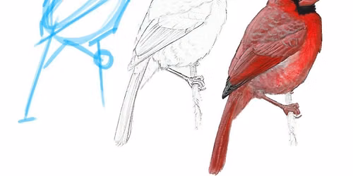 How to Draw Songbirds