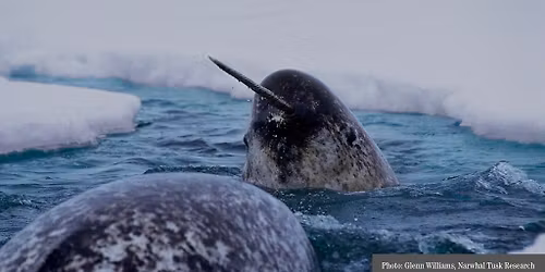 Member Preview Party