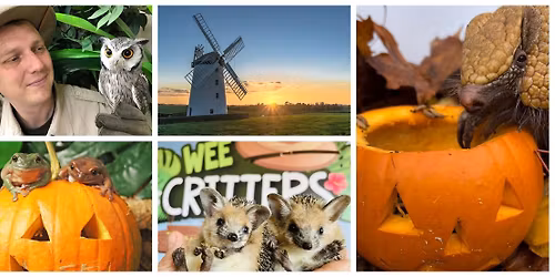 \ud83d\udc0d WEE CRITTERS AT BALLYCOPELAND WINDMILL!\ud83d\udd77