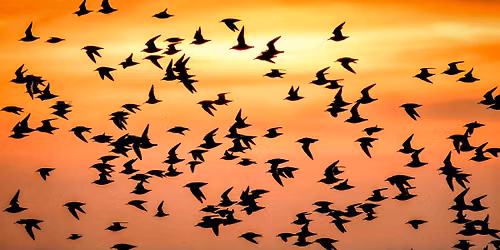 Snettisham Whirling Wader Photo Tour (incl transport from London)