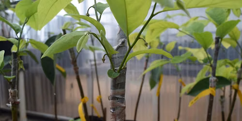 Grafting Basics for Tree Crops. Hands-On Workshop