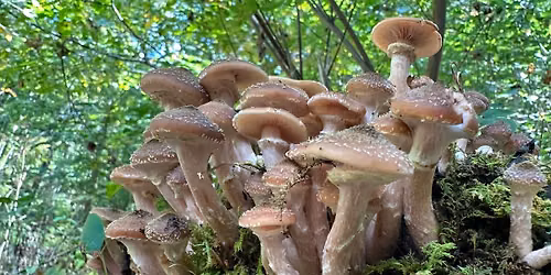 Fall Nature Hike: Plant and Mushroom Hunt