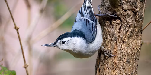 Second Saturday Bird Walk
