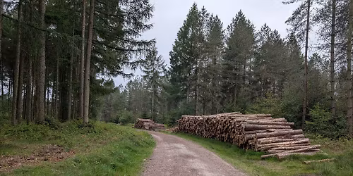 The Cannock Chaser 2026