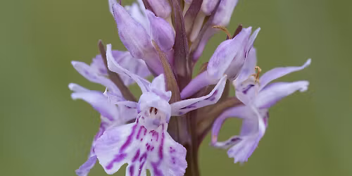 K\u00e4rna Mosse - Orkid\u00e9ernas paradis