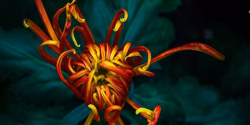 Rebirth - 3 module Open Floor movement ongoing group Nov 25 - Mar 26