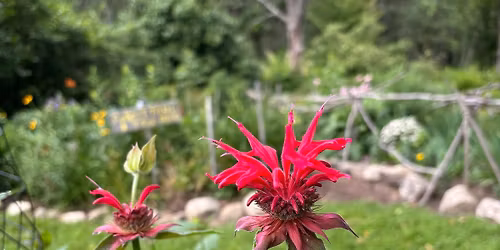 Homeschool Series: Wildflower Hunt