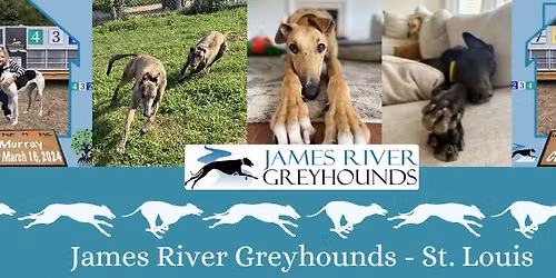 Greyhound Adoption Meet & Greet Creve Coeur Petco