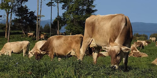 What's the Buzz with Grazing?