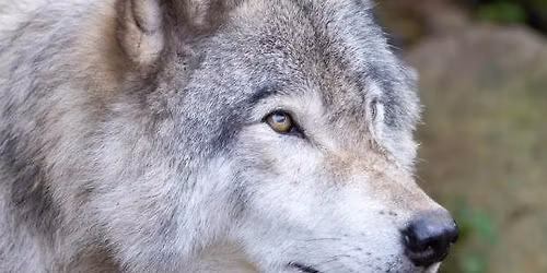 Journ\u00e9e parc Omega & D\u00e9couverte des animaux!