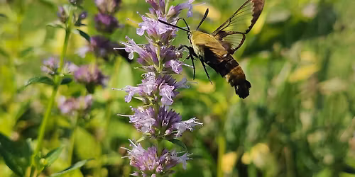Midwest Native Plant Society Plant Sale