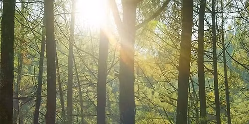 Nature Reset - Woodland Session 