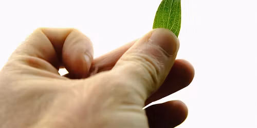 NWT Sweet Briar Marshes: Foray into  folklore (25 March)