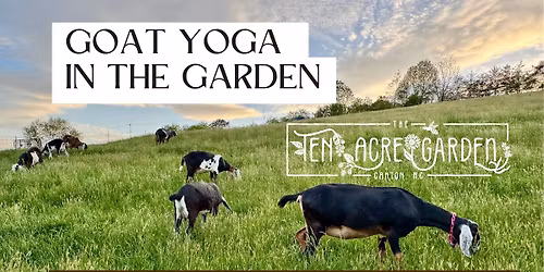 Goat Yoga in the Garden