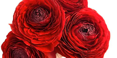 Floral Design With Juicy Goth