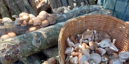 Uzgoj shiitake gljiva na oblicama