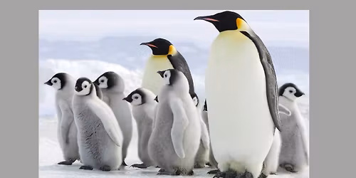 Cal Academy - Penguins+Pajamas Sleepover