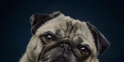 Stephanie Thornton | Chaos to Control: Dog Photography That Actually Works.