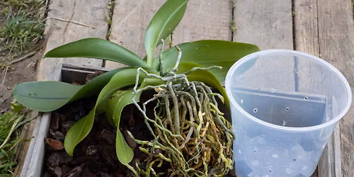 March meeting. Repotting orchids