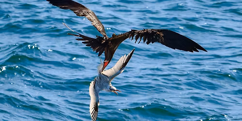 Tom\u00e1\u0161 Grim, V\u00fdlet do t\u0159etihor: Galap\u00e1gy