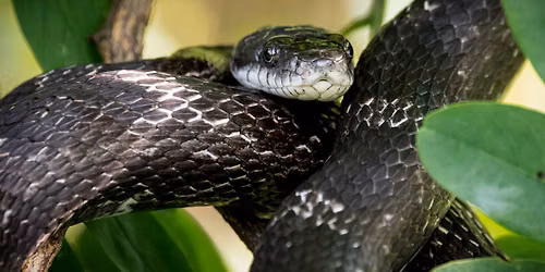 Allegheny County Park Rangers present Mr. McSlithers, Eastern Rat Snake