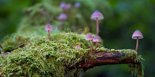 Mushroom Walk