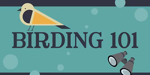 BIRDING 101