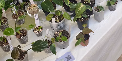 Glimmer Garden Plant Sale at Sage Owl + Ember Fox