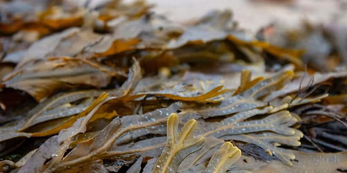 Edible & Medicinal Plants \u2013 Guided Walk