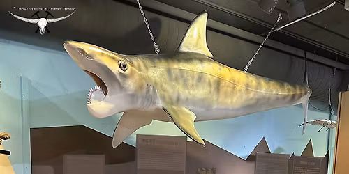 Idaho's Sea Monsters