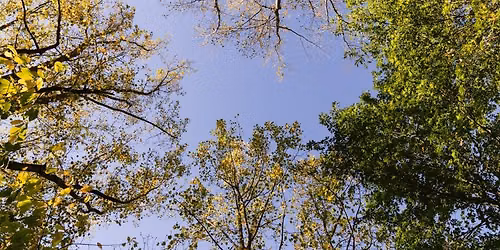 Ecological Arboriculture