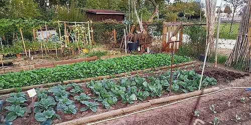 Garden Basics: Planting Out Cool Weather Crops