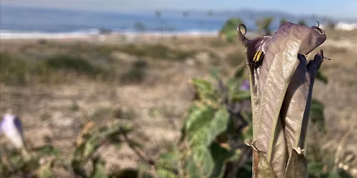 2026 City Nature Challenge at the North LAX Dunes