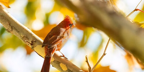 Creation Care Bird Walk with Pastor Dave