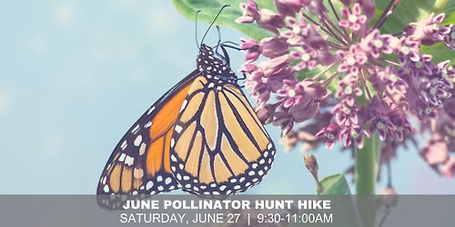 June Pollinator Hunt Hike