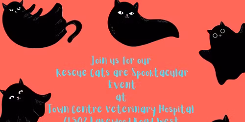 Rescue Cats are Spooktacular Event at Town Centre