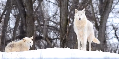 Christmas with the Wolves of Speedwell