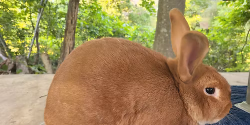 CNZSC New Zealand Bonanza